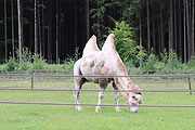Kamel auf der Circus Krone Farm in Weßling  (©Foto: Martin Schmitz)